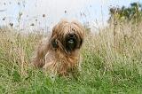 TERRIER DU TIBET 182